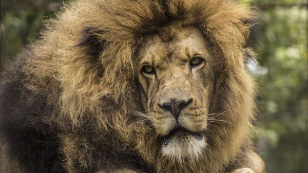 Lion Predator Mane Wallpaper