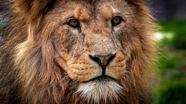 Lion Predator Muzzle Close Up King Of Beasts Wallpaper