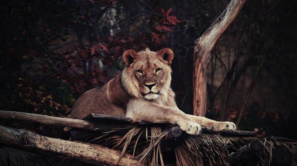 Lion Wallpaper