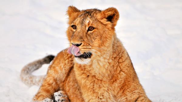 Lion Snow Lying Wallpaper