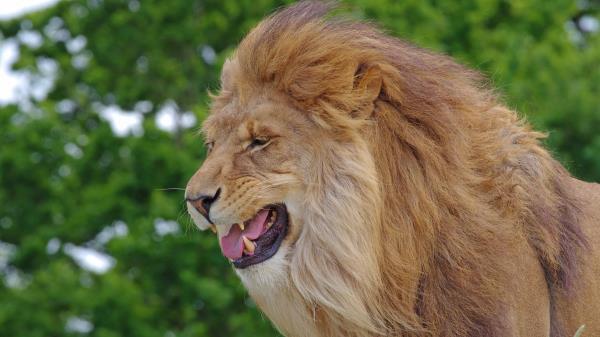 Lion Teeth Predator Big Cat King Of Beasts Wallpaper