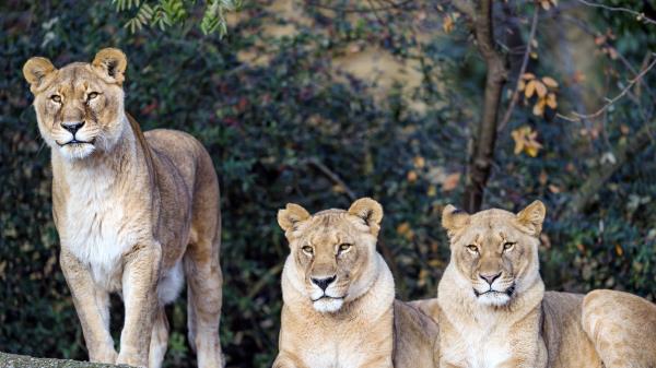 Lioness Big Cat Beast Wallpaper