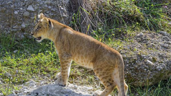 Lioness Big Cat Glance Photo Wallpaper