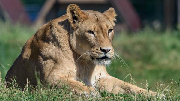 Lioness Big Cat Glance Wallpaper