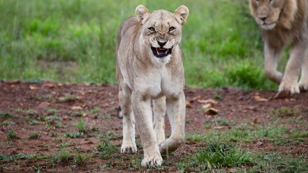 Lioness Big Cat Rage Wallpaper