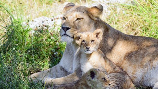 Lioness Cub Family Image Wallpaper