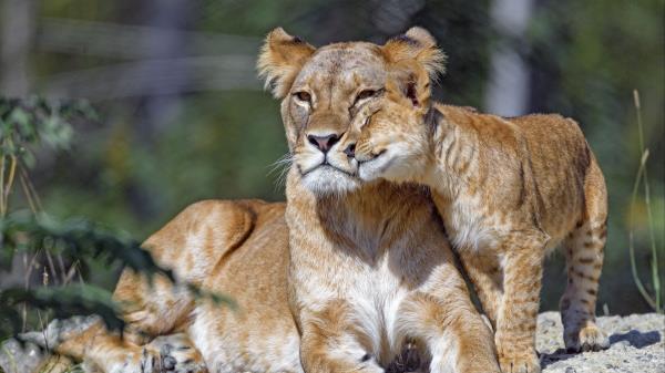 Lioness Cub Family Picture Wallpaper