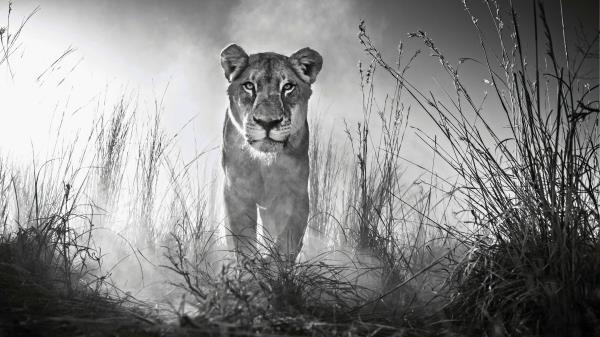 Lioness Female Lion Wallpaper