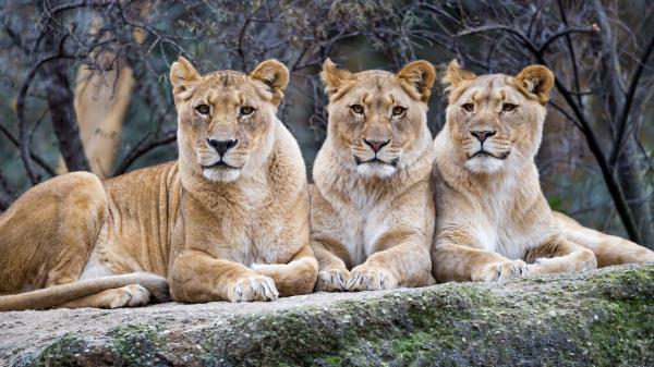 Lioness Glance Big Cat Image Wallpaper
