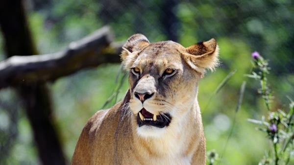 Lioness Grin Predator Wallpaper