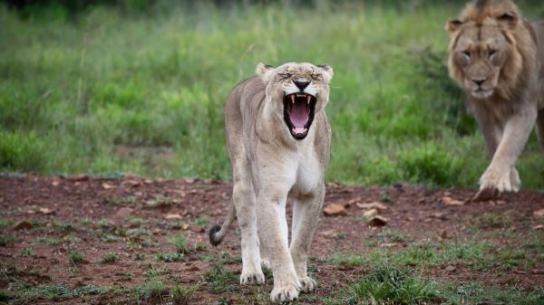 Lioness Jaws Fangs Wallpaper