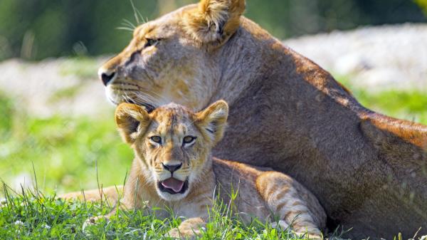 Lioness Lion Cub Big Cat Wallpaper