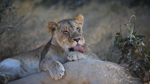 Lioness Lion Lick Wallpaper