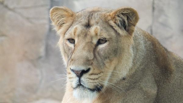 Lioness Muzzle Predator Look Wallpaper