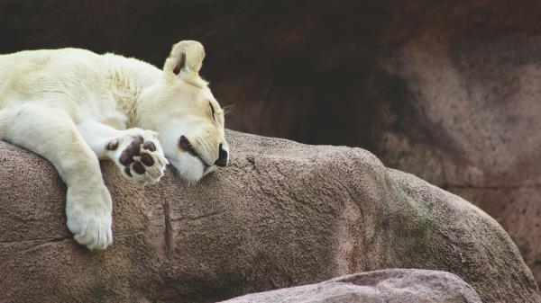 Lioness Predator Asleep Wallpaper