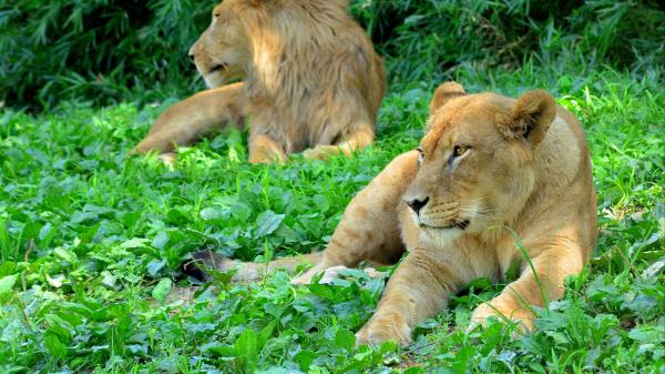 Lioness Predator Grass Wallpaper
