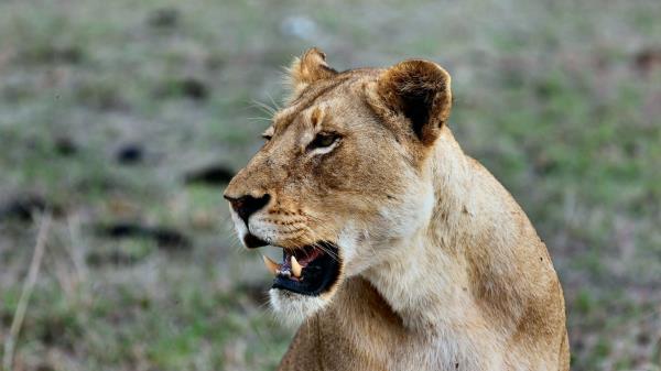 Lioness Predatory Grin Wallpaper