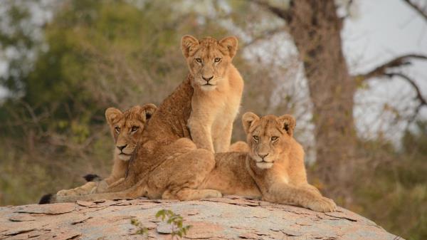 Lionesses Lioness Big Cat Wallpaper