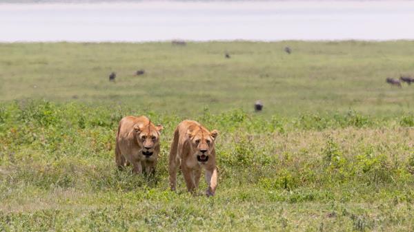 Lionesses Predators Big Cat Wallpaper