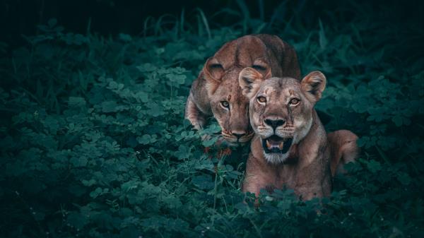 Lionesses Predators Grass Wallpaper