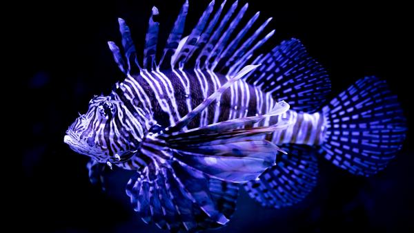 Lionfish Underwater Hd Wallpaper