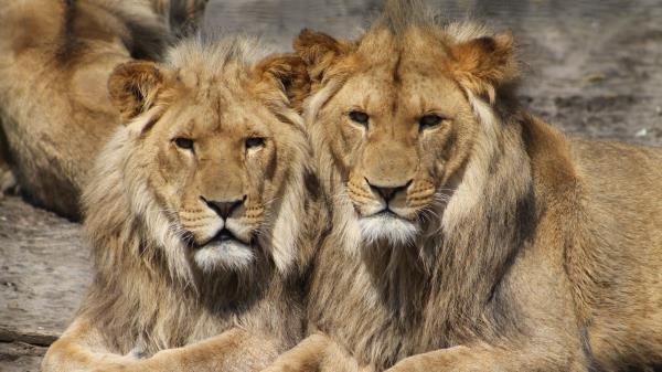 Lions Couple Predators Wallpaper