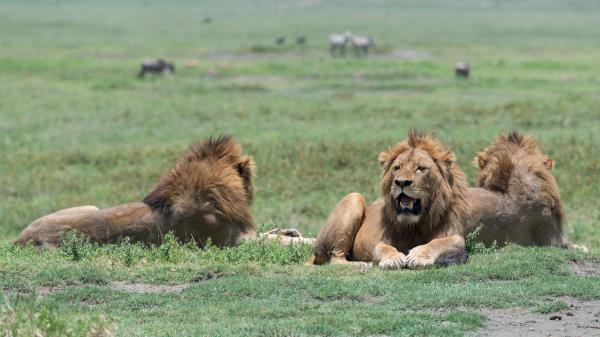 Lions Lion Predators Wallpaper