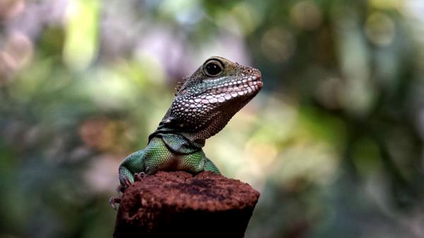 Lizard Amphibian Reptile Wallpaper