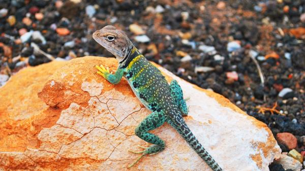 Lizard Gecko Stones Wallpaper