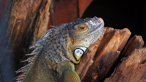 Lizard Iguana Reptile Color Wallpaper