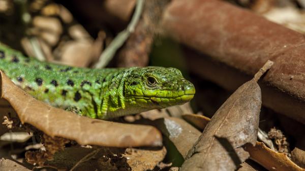 Lizard Leaves Reptile Wallpaper