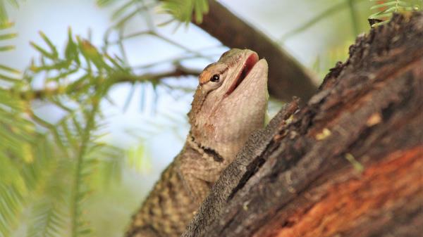 Lizard Reptile Bark Wallpaper