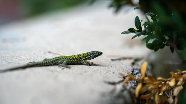 Lizard Reptile Branch Wallpaper