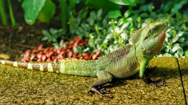 Lizard Reptile Color Green Wallpaper