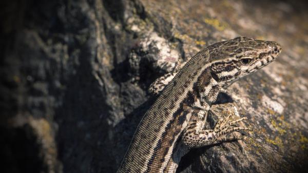 Lizard Reptile Color Wallpaper