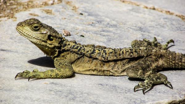 Lizard Reptile Cyprus Wallpaper