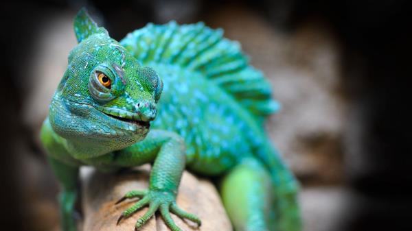 Lizard Reptile Green Muzzle Wallpaper