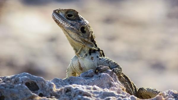 Lizard Reptile Head Stones Wallpaper