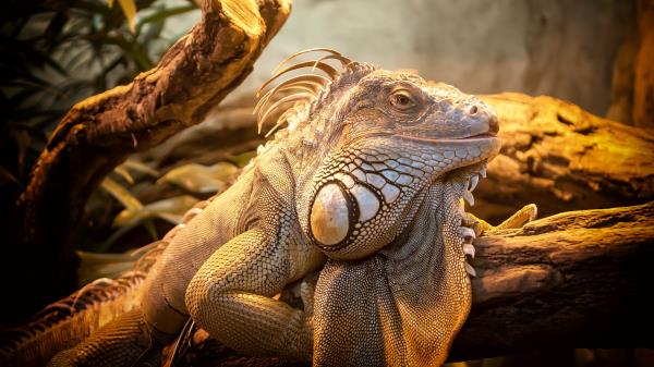 Lizard Reptile Large Image Wallpaper