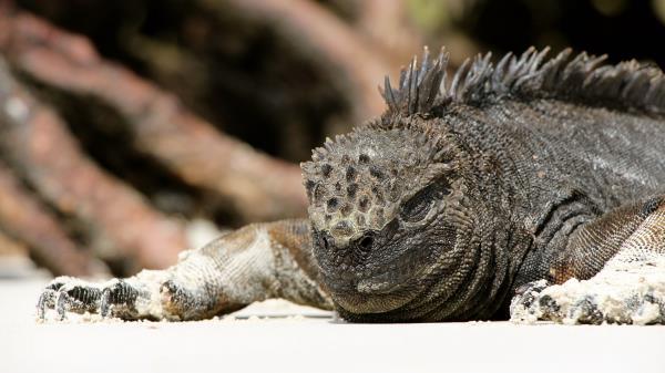 Lizard Reptile Large Wallpaper