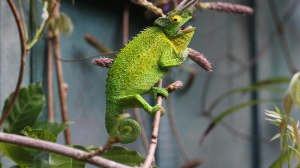 Lizard Reptile Wallpaper