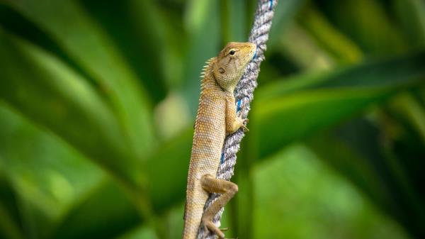 Lizard Reptile Scales Image Wallpaper