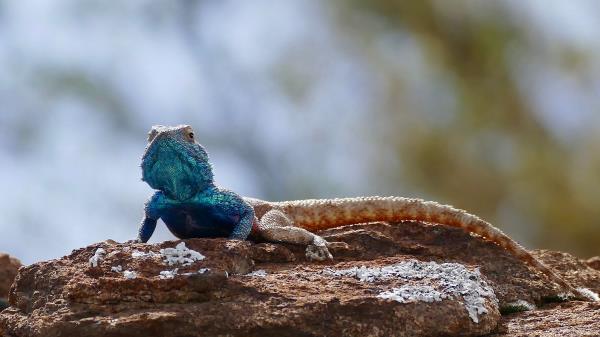 Lizard Reptile Scales Photo Wallpaper