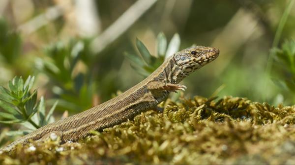 Lizard Reptile Scales Wallpaper