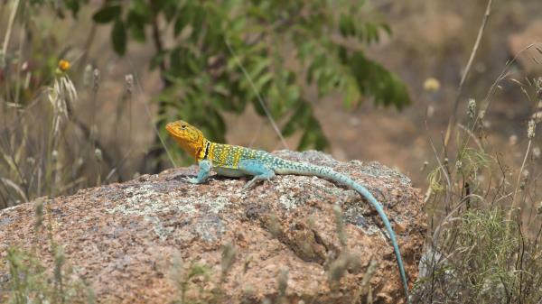 Lizard Reptile Spots Wallpaper