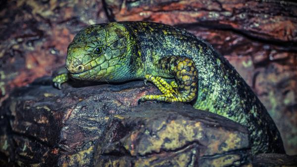 Lizard Reptile Stone Color Wallpaper
