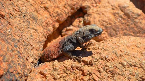 Lizard Reptile Stone Crawling Wallpaper