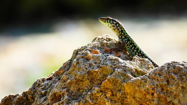Lizard Reptile Stone Wallpaper
