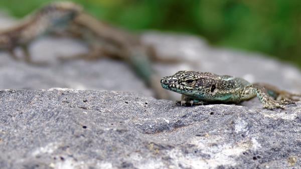 Lizard Rock Reptile Crawl Wallpaper