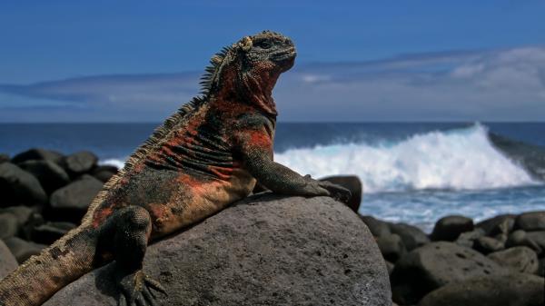 Lizard Rock Sea Wallpaper